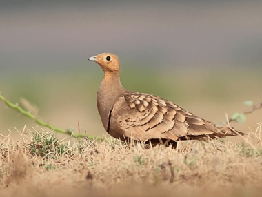 Chestnut-bellied Sandgrouse