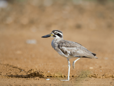 Great Thick-knee