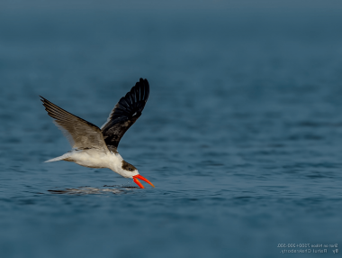 Indian Skimmer