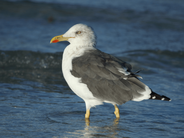 Lesser Black-backed Gull