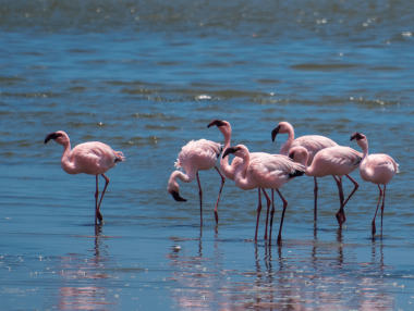 Lesser Flamingo