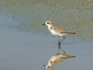 Lesser Sand-Plover