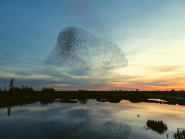 Murmuration