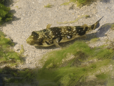 Puffer Fish