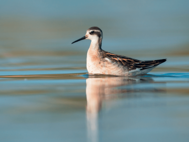 Red-necked Phalarope