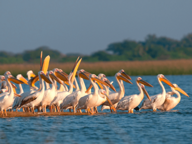 Rosy Pelican