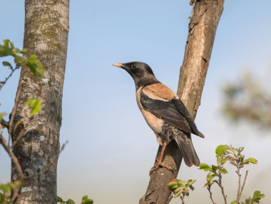 Rosy Starling