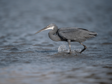 Western Reef-Heron