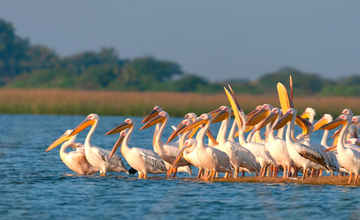 birding_near_jamnagar