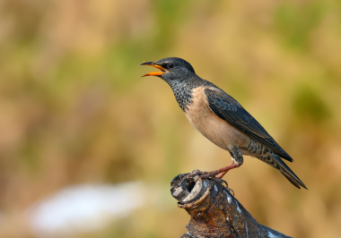 Rosy Starling birding tour in delhi