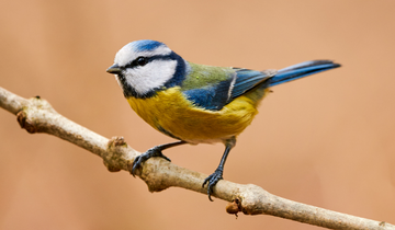 bird photography tour in texel 