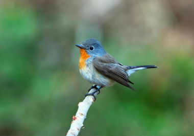 red-breasted flycatcher birding tour in delhi