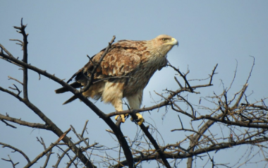 tawny eagle birding tour in sultanpur