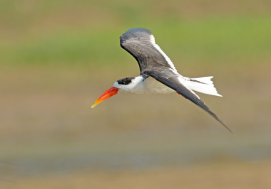 Indian Skimmer photography tour in delhi