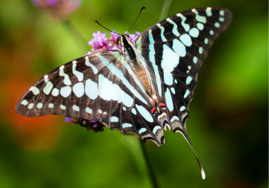 butterfly photography tour in sultanpur