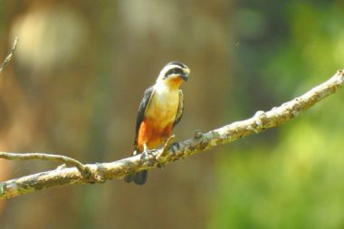 best bird watching places in uttarakhand 