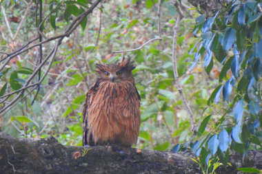 best bird watching places in uttarakhand