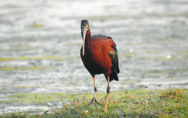 Ibis birding tour in delhi