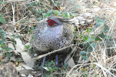 bird watching in uttarakhand