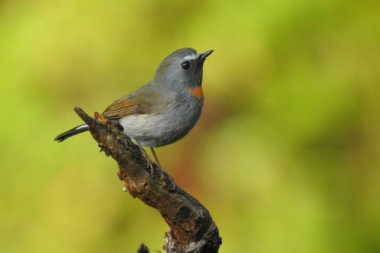 birding in manila