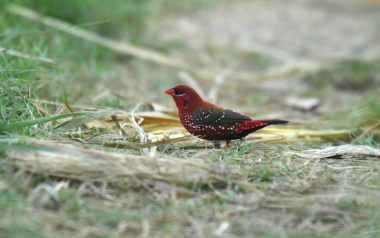 red avadavat birding tour in delhi