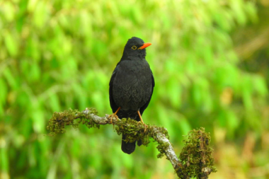 birdwatching in manila corbett uttrakhand