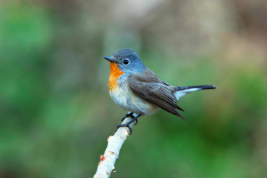 birdwatching in manila corbett.