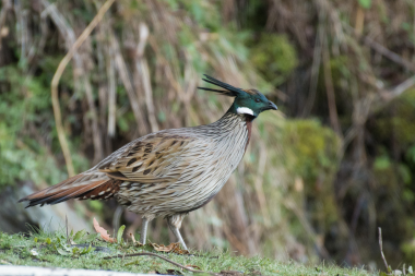 koklass pheasant