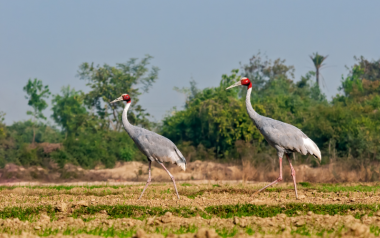 sarus crane birding tour in delhi