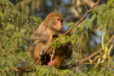 Rhesus-Macaque-Macaca