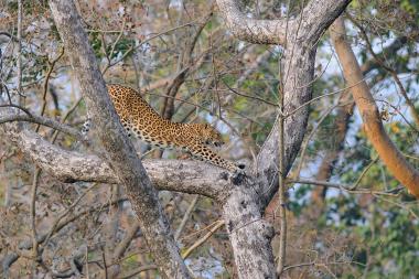 Leopard-Panthera