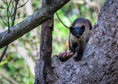 Yellow-throated-Marten