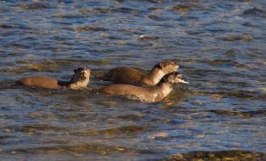 Smooth-coated-Otter-Lutrogale-perspicillata-Anuradha-Marwah