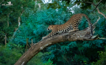 Bandipur Tiger Safari