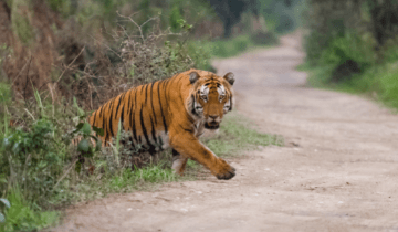 tiger_safari_kaziranga_national_park