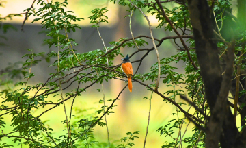 birding in sultanpur