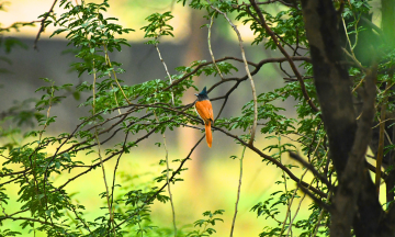 Earth Walks In Sultanpur