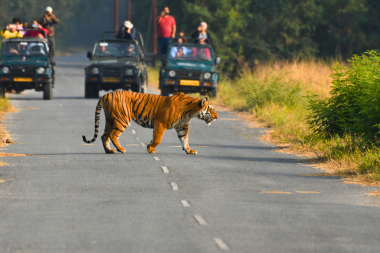 Corbett Safari Park