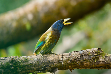 Great barbet