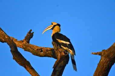 Great hornbill