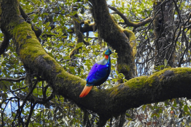 Himalayan monal