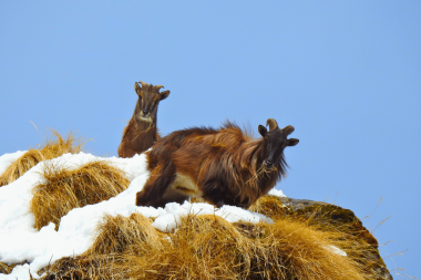 Himalayan tahr