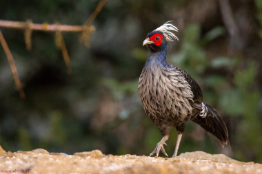 Kalij pheasant