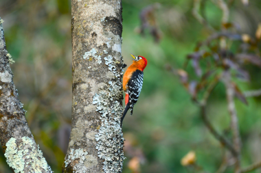 Rufous-bellied woodpecke