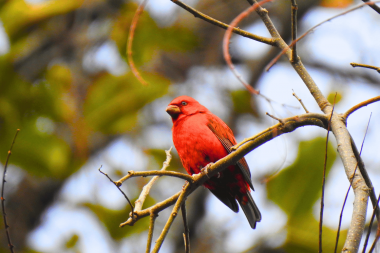 Scarlet finch