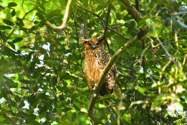 Tawny fish owl