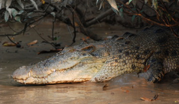 Wildlife Tours